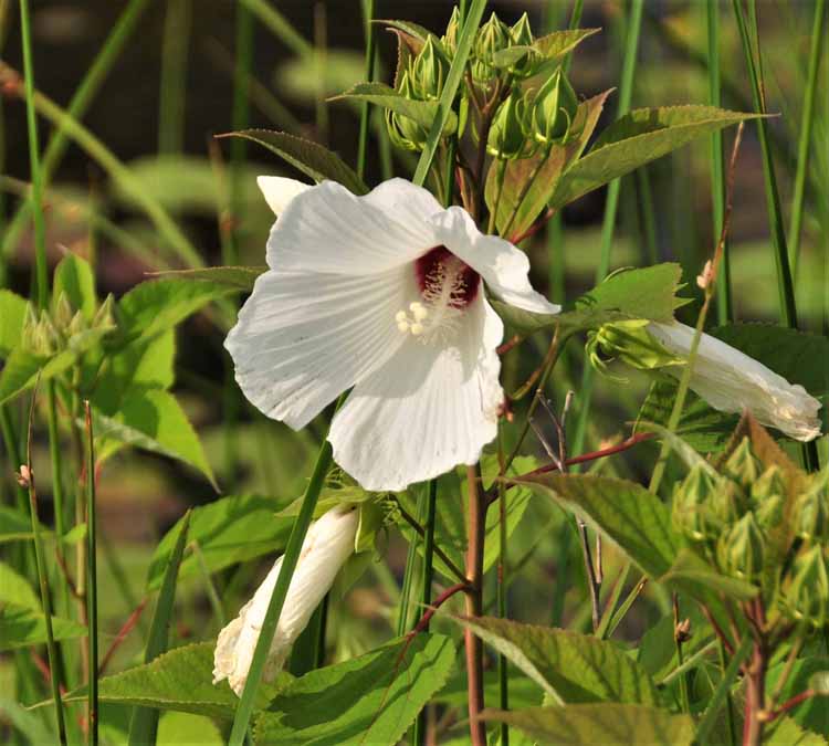 white blossom